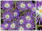 Цветок Делосперма – выращивание, посадка и уход Применение делоспермы в саду