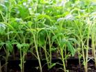 Высадка переросшей рассады томатов Помидоры переросли а высаживать рано