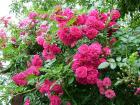 Плетистая роза — шикарный цветок для любого ландшафта на фото новинках!