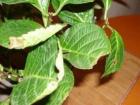 Почему у гортензии желтеют листья: причины и решение проблемы Почему растут бело желтые листья у гортензии