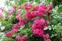 Плетистая роза — шикарный цветок для любого ландшафта на фото новинках!