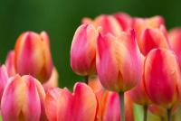 Тюльпан цветок. Выращивание тюльпанов. Уход за тюльпанами. Тюльпан – описание Сообщение о тюльпане